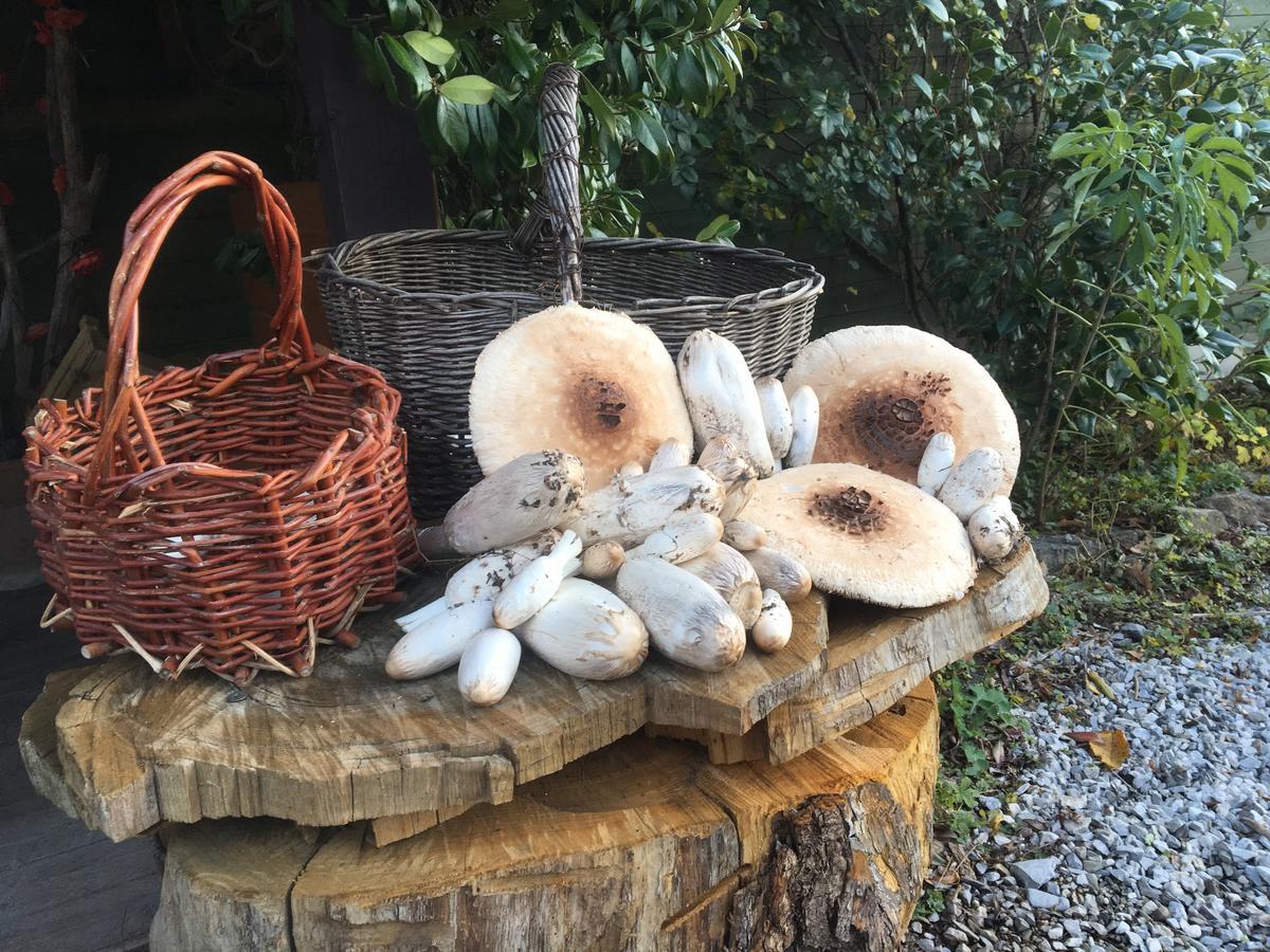 Agriturismo Il Mulino Stibiveri 객실 사진